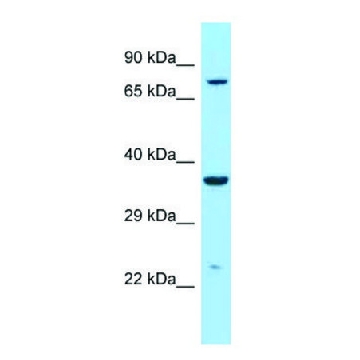 Anti-IDUA (C-terminal) antibody produced in rabbit，100UL，SAB2108922-100UL，Sigma