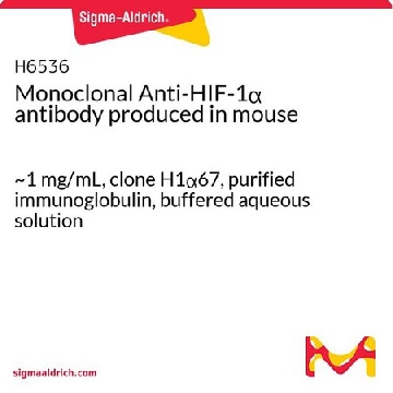 单克隆抗- HIF-1α 小鼠抗，100UG，H6536-100UG，Sigma
