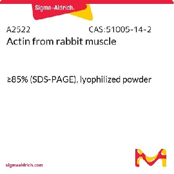 肌动蛋白 来源于兔肌肉，5MG，A2522-5MG，Sigma