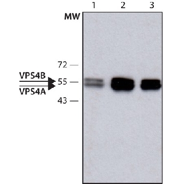Anti-VPS4 antibody produced in rabbit，200UL，SAB4200025-200UL，Sigma