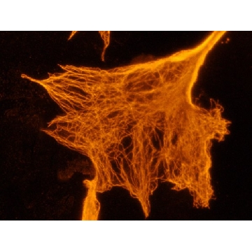 Monoclonal Anti-Cy3/Cy5−Biotin antibody produced in mouse，200UL，C3117-200UL，Sigma