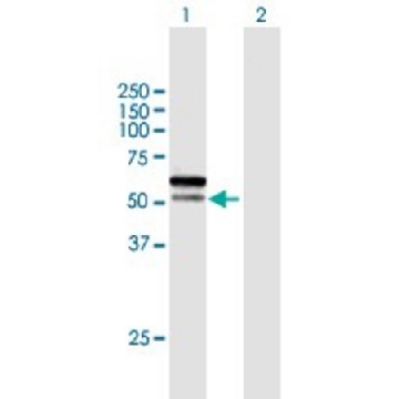 Anti-C1orf124 antibody produced in mouse，50UG，SAB1409875-50UG，Sigma