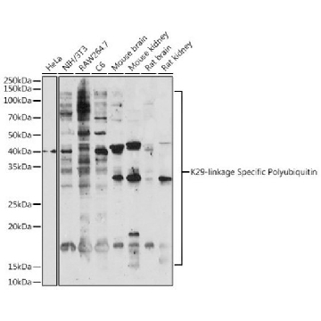 Anti-K29-linkage Specific Polyubiquitin antibody produced in rabbit，100UL，SAB5701122-100UL，Sigma