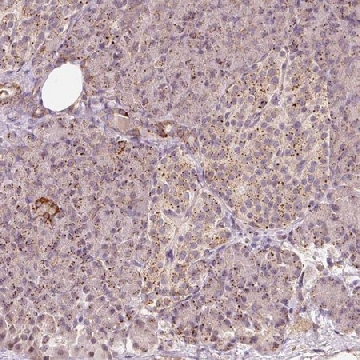 Anti-ZNF460 antibody produced in rabbit，100UL，HPA053004-100UL，Sigma