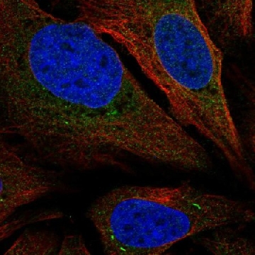 Anti-SARAF antibody produced in rabbit，100UL，HPA040400-100UL，Sigma