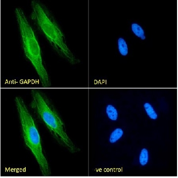 Anti-GAPDH, C-Terminal antibody produced in goat，100UG，SAB2500450-100UG，Sigma