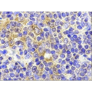 Anti-TLR9 antibody produced in rabbit，100UG，SAB3500313-100UG，Sigma