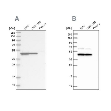 Anti-OLA1 antibody produced in rabbit，100UL，HPA035790-100UL，Sigma