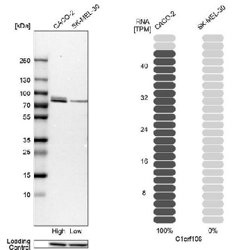 Anti-C1orf106 antibody produced in rabbit，100UL，HPA027499-100UL，Sigma