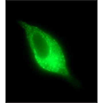 Anti-PSMA antibody, Mouse monoclonal，25UL，SAB4200257-25UL，Sigma