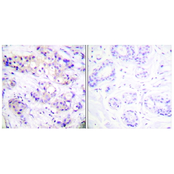 Anti-PKC α antibody produced in rabbit，100UG，SAB4502354-100UG，Sigma