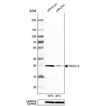 Anti-PSMD10 antibody produced in rabbit，100UL，HPA002920-100UL，Sigma