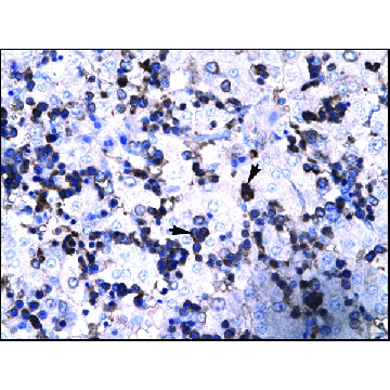 抗-FOXP3，100UL，SAB2108477-100UL，Sigma