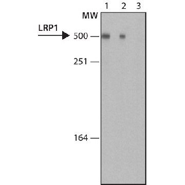 Monoclonal Anti-LRP1 antibody produced in mouse，200UL，L2420-200UL，Sigma