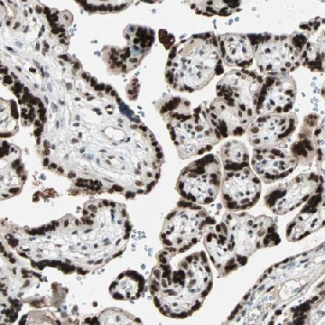 Anti-GATA2 antibody produced in rabbit，100UL，HPA005633-100UL，Sigma