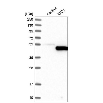 Anti-IDO1 antibody produced in rabbit，100UL，HPA027772-100UL，Sigma