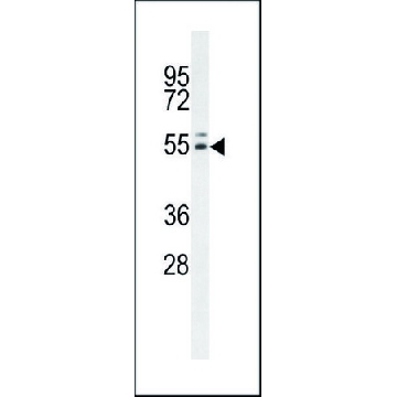 ANTI-INSC (C-TERM) antibody produced in rabbit，400UL，SAB1303220-400UL，Sigma