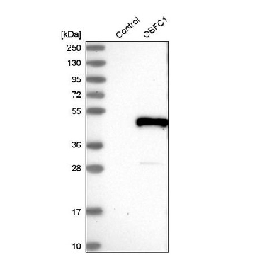 Anti-STN1 antibody produced in rabbit，100UL，HPA037924-100UL，Sigma