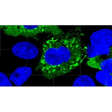 Anti-SARS-CoV-1/2 NP Antibody, clone 1C7C7 ZooMAb® Mouse Monoclonal，25UL，ZMS1075-25UL，Sigma