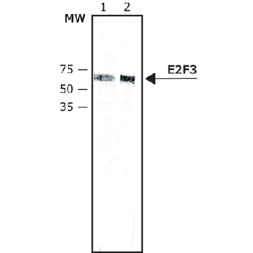 Anti-E2F3 antibody ,Mouse monoclonal，0.2ML，E8651-.2ML，Sigma