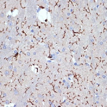 Anti-AIF1/IBA1 antibody produced in rabbit，100UL，SAB5701363-100UL，Sigma