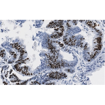 Anti-p-4E-BP1 (Thr37/46) Antibody, clone 1N7 ZooMAb® Rabbit Monoclonal，25UL，ZRB1403-25UL，Sigma