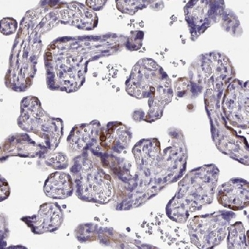 Anti-ISM2 antibody produced in rabbit，100UL，HPA039314-100UL，Sigma