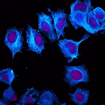 Anti-Chicken IgY (IgG) (H+L), highly cross-adsorbed, CF™405M antibody produced in goat，250UL，SAB4600465-250UL，Sigma
