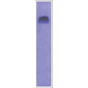 β-酪蛋白 来源于牛奶，1G，C6905-1G，Sigma