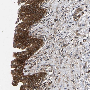 Anti-FGD5 antibody produced in rabbit，100UL，HPA019191-100UL，Sigma