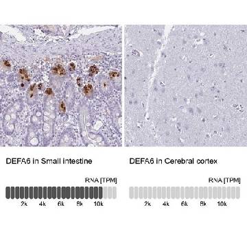 Anti-DEFA6 antibody produced in rabbit，100UL，HPA019462-100UL，Sigma