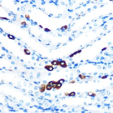 Anti-PIWIL1 antibody produced in rabbit，100UL，SAB5701454-100UL，Sigma