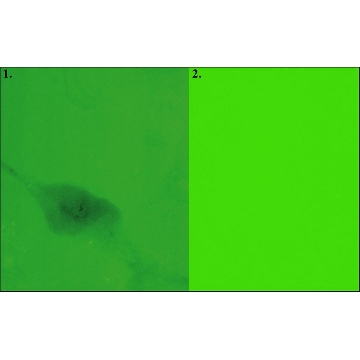 Fibronectin-FITC，1ML，F2733-1ML，Sigma