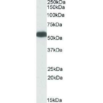 Anti-GLUD1 / GLUD2 antibody produced in goat，100UG，SAB2501410-100UG，Sigma