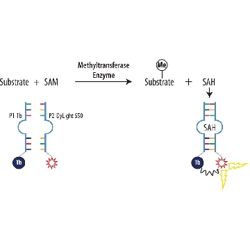 AptaFluor® SAH甲基转移酶测定，1EACH，3023-B，Sigma