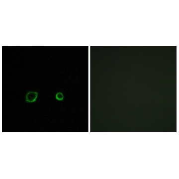 Anti-CNTN4 antibody produced in rabbit，100UG，SAB4500569-100UG，Sigma