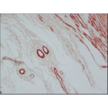 抗小鼠IgG（Fab特异性）- 过氧化物酶 山羊抗，1ML，A9917-1ML，Sigma
