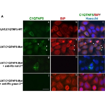 Anti-GRP78/BiP (GL-19) antibody produced in rabbit，200UL，G8918-200UL，Sigma