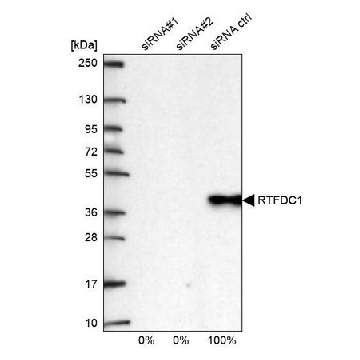 Anti-RTFDC1 antibody produced in rabbit，100UL，HPA053986-100UL，Sigma