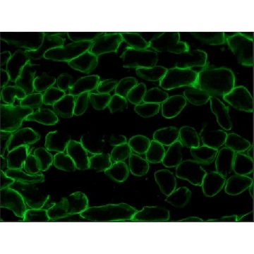 抗  层粘连蛋白-2（α-2 链）抗体，大鼠单克隆，0.1ML，L0663-.1ML，Sigma