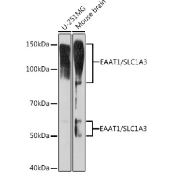 Anti-EAAT1/SLC1A3 Antibody, clone 7Y4U5, Rabbit Monoclonal，100UL，SAB5702763-100UL，Sigma