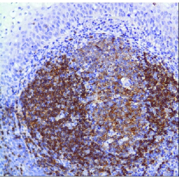 Anti-CD22 antibody, Rabbit monoclonal，100UL，SAB5500052-100UL，Sigma