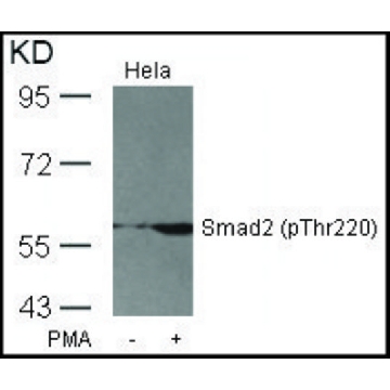 Anti-phospho-SMAD2 (pThr²²⁰) antibody produced in rabbit，100UG，SAB4300252-100UG，Sigma