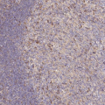 Anti-NIN antibody produced in rabbit，100UL，HPA005939-100UL，Sigma