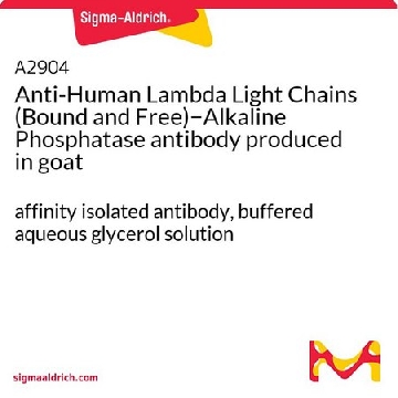 Anti-Human Lambda Light Chains (Bound and Free)−Alkaline Phosphatase antibody produced in goat，0.5ML，A2904-.5ML，Sigma