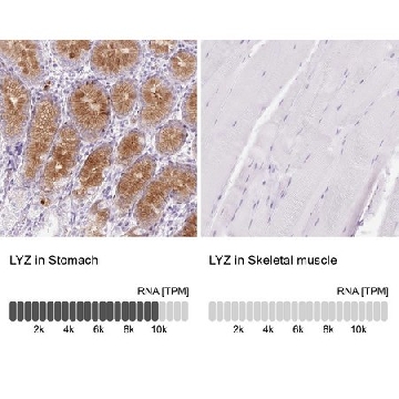 Anti-LYZ antibody produced in rabbit，100UL，HPA048284-100UL，Sigma
