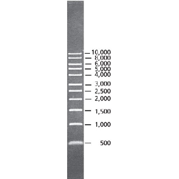 DirectLoad ™ 1 kb DNA 梯形条带，1VIAL，D3937-1VL，Sigma