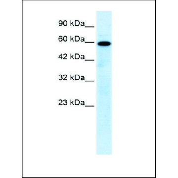 Anti-MCOLN1 antibody produced in rabbit，100UL，AV35307-100UL，Sigma
