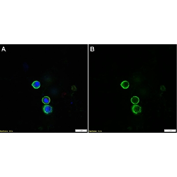 Anti-LAG3 Antibody, clone 4-10-C9 ZooMAb® Mouse Monoclonal，25UL，ZMS1180-25UL，Sigma