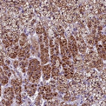Anti-CARS2 antibody produced in rabbit，100UL，HPA041776-100UL，Sigma